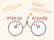 骨髄バンクにおけるHLA適合度の評価の画像