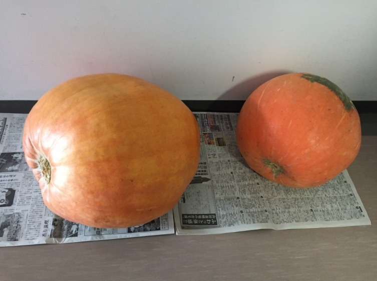大きなかぼちゃを２個いただきました