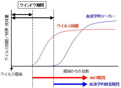 ウインドウ期間