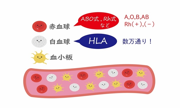 HLA