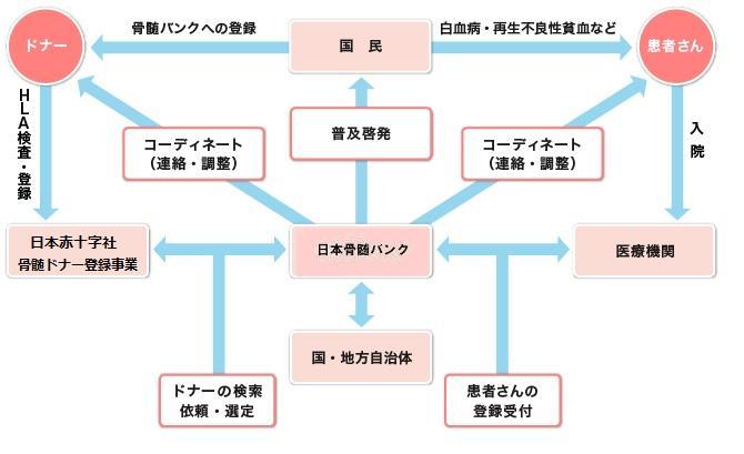骨髄バンク事業の体系図