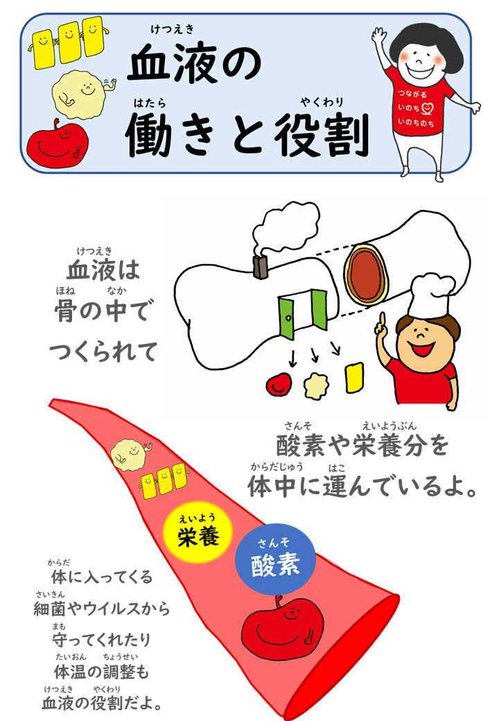 自由研究におすすめ！「血液のはたらきと役割」血液は骨の中でつくられて酸素や栄養分を体中に運んでいるよ。体に入ってくる細菌やウイルスから守ってくれたり体温の調整も血液の役割だよ。