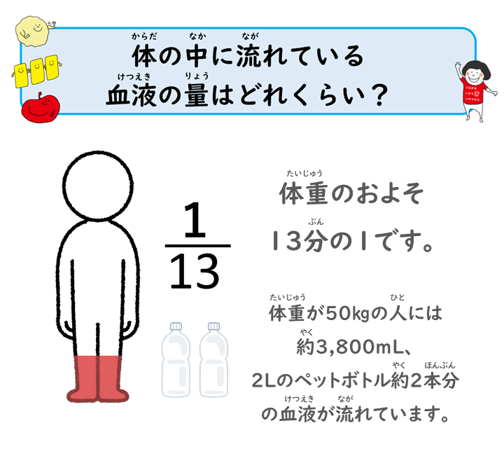 体の中に流れている血液の量はどのくらい？体重のおよそ13分の1です。体重が50kgの人には約3800mL、2Lのペットボトル約2本分の血液が流れています。