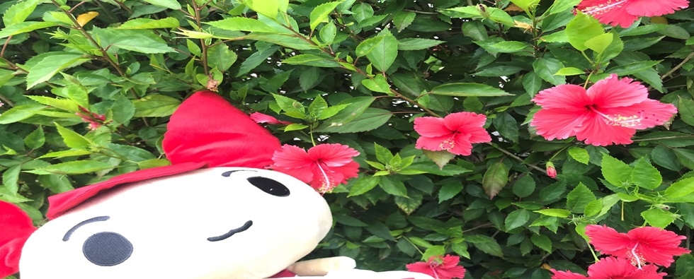 リクママさん