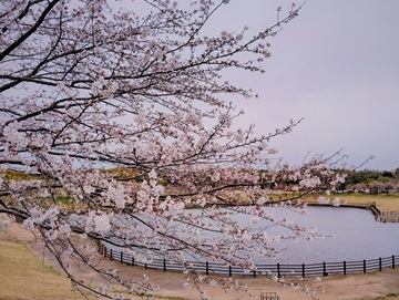 桜の開花の写真１