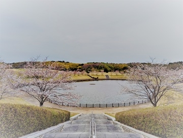 桜の開花の写真２