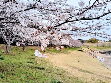 桜の開花の写真３