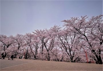桜の写真１