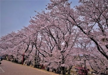 桜の写真２