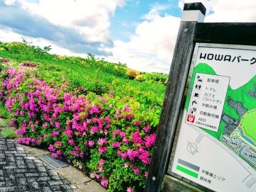 ツツジの写真４