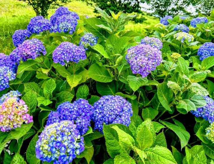 紫陽花の写真
