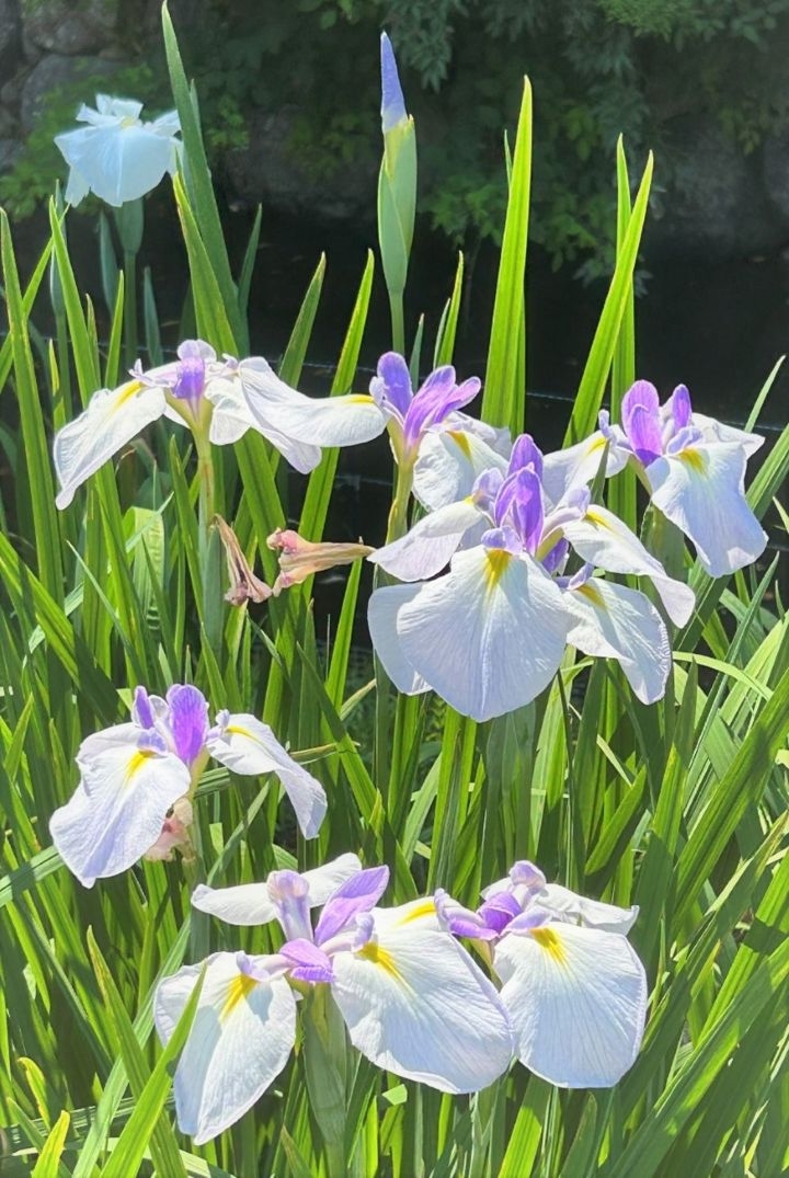 花菖蒲の画像