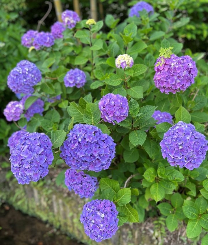 紫陽花の写真1