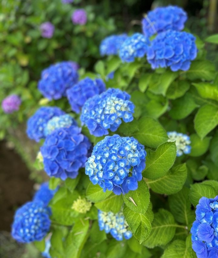 紫陽花の写真2